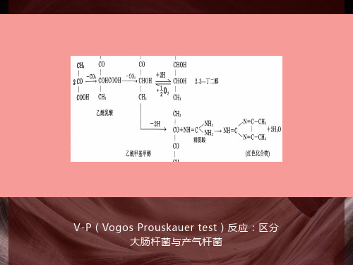 微生物的代谢和发酵