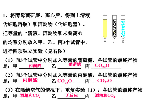 高中生物浙科版细胞呼吸PPT课件