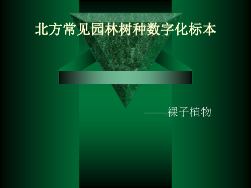 北方常见园林树木裸子植物