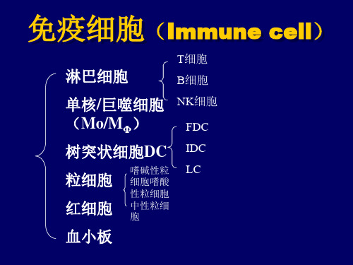 免疫细胞