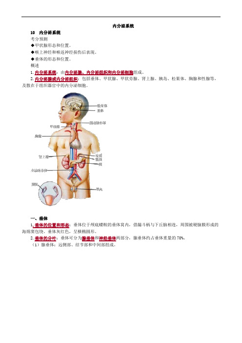 内分泌系统解剖考点总结