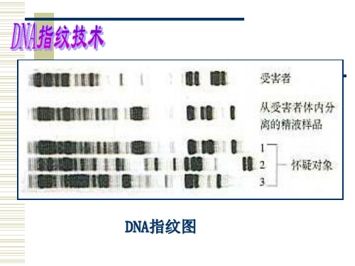 几种核苷酸