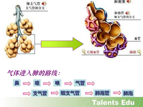 人体内气体交换的过程