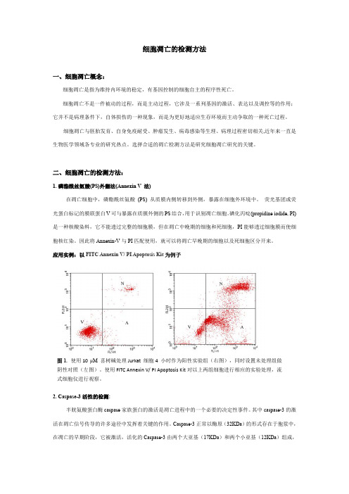 细胞凋亡检测方法