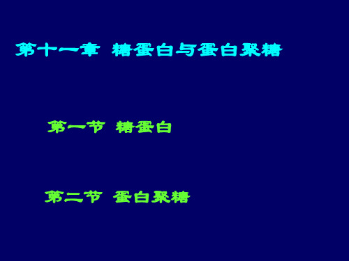 蛋白质化学课件第十一章  糖蛋白与蛋白聚糖