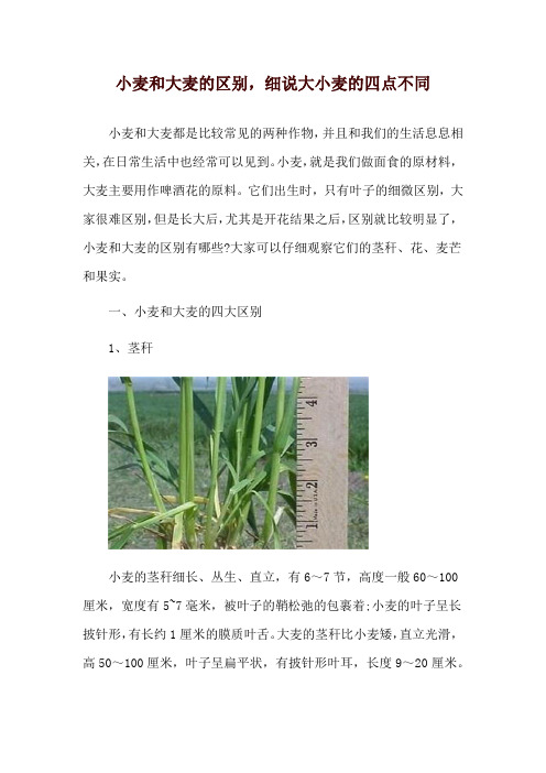 小麦和大麦的区别,细说大小麦的四点不同