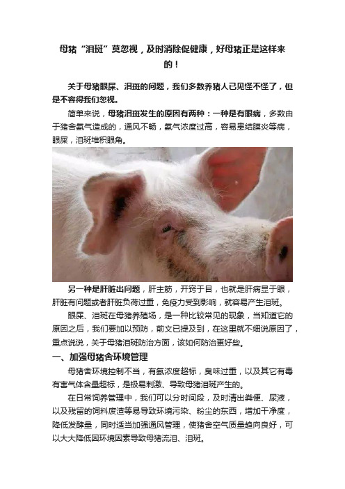 母猪“泪斑”莫忽视，及时消除促健康，好母猪正是这样来的！