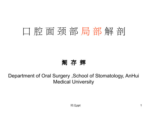 口腔解剖生理学(局部解剖)