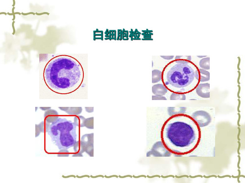 白细胞计数及分类计数