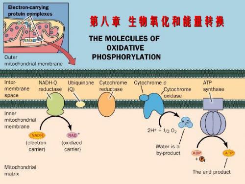 生物氧化和能量转化