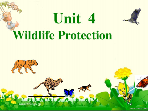 人教版高中英语 必修二 Unit4 《Wildlife  protection  ---Reading》 课件  (共41张PPT)