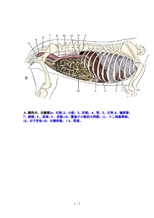 犬内脏解剖图