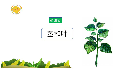 教科版科学四年级下册-植物的生长变化-4.茎和叶