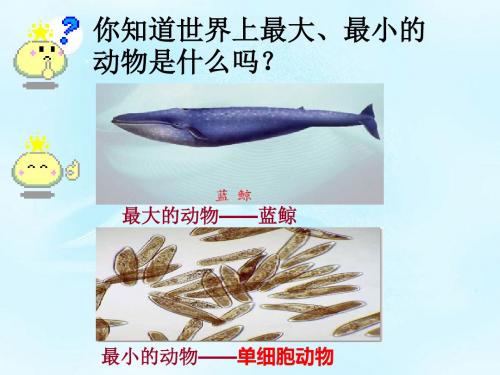 人教版七年级上册生物-2.2.4单细胞生物 课件          (共23张ppt)