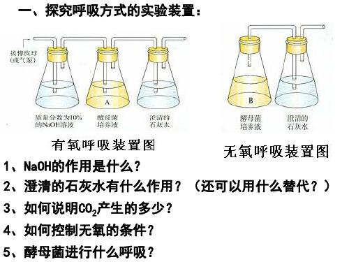 必修1-5.3 《呼吸作用》重点难点总结