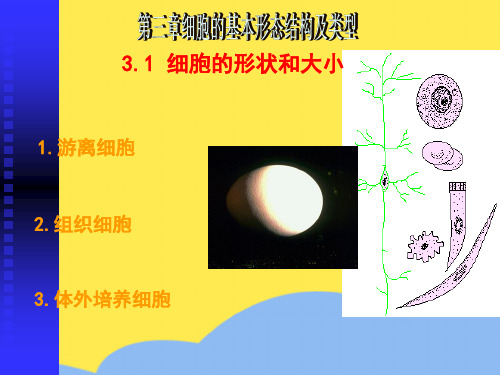 第三章 细胞的基本形态结构和类型标准版文档