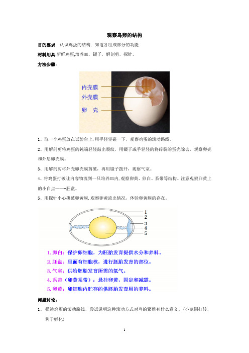 八年级生物观察鸡蛋的结构