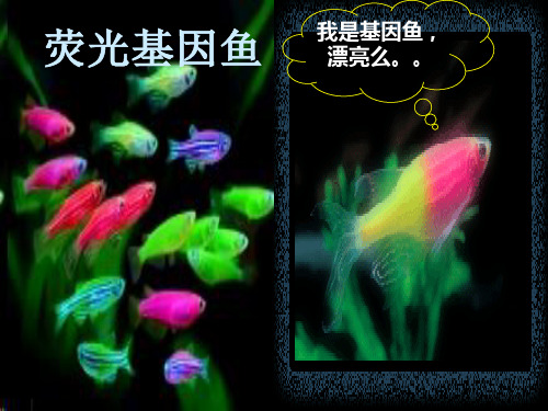 转基因生物的安全性 主题教学PPT课件