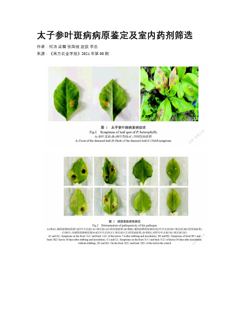 太子参叶斑病病原鉴定及室内药剂筛选