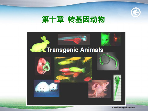 细胞工程  转基因动物