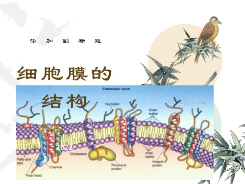 细胞膜的结构