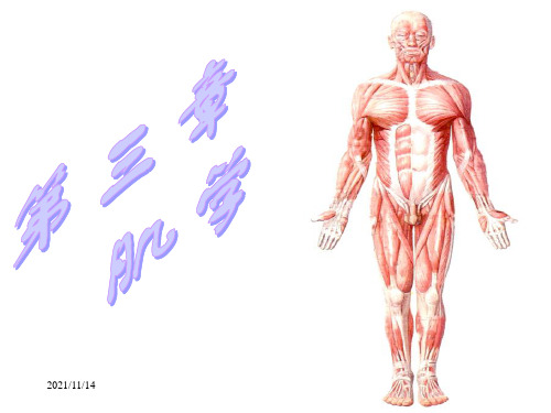 运动解剖学(肌学)