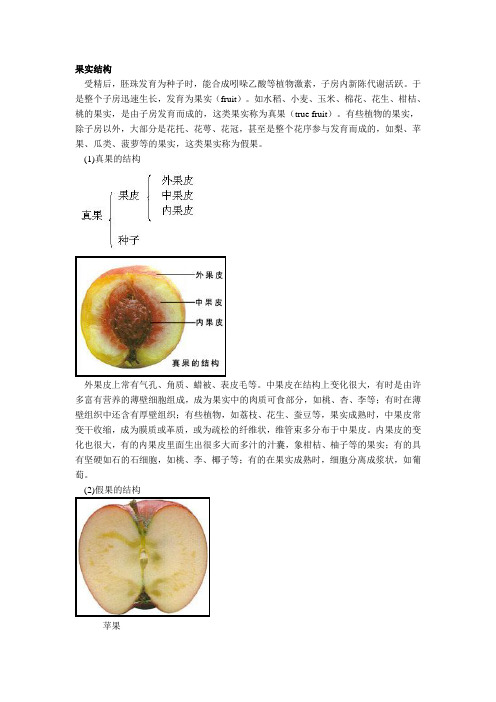 (精心整理)果实结构