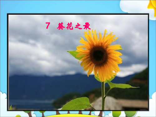 六年级下册语文课件7葵花之最｜冀教版 (共22张PPT)