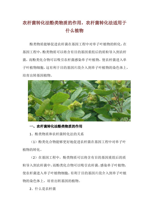 农杆菌转化法酚类物质的作用,农杆菌转化法适用于什么植物