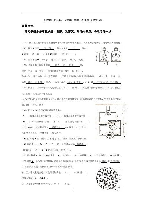 人教版七年级下学期生物图形题