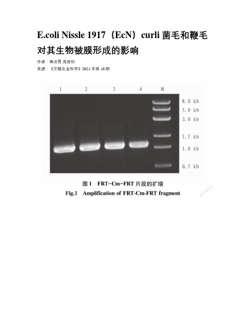 E.coli Nissle 1917（EcN）curli菌毛和鞭毛对其生物被膜形成的影响