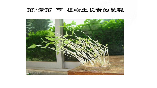 高中生物3.1植物生长素的发现优秀课件