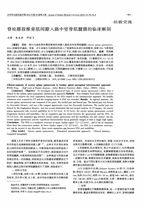 脊柱腰段椎旁肌间隙入路中竖脊肌腱膜的临床解剖