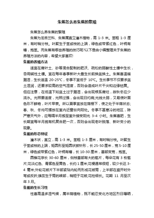 朱蕉怎么养朱蕉的繁殖