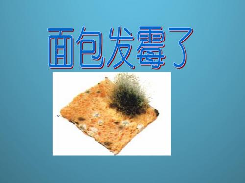 新教科版四年级科学下册课件面包发霉了