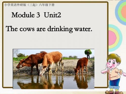 小学英语外研版(三起)六年级下册Module+3+Unit+2+The+cows+are+drinking+water.+课件2