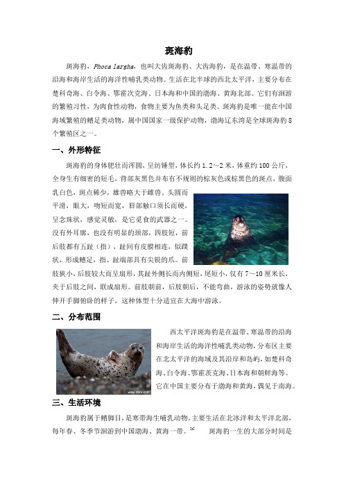 斑海豹