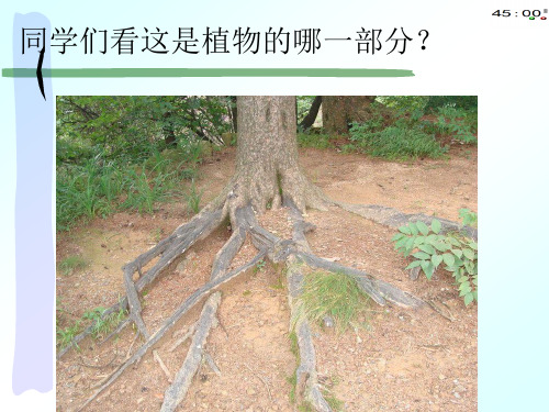 青岛版三年级上册科学6植物的根(动画版)