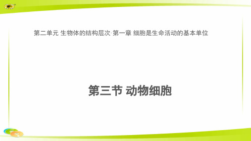 《第三节 动物细胞》教学PPT课件【初中生物人教版七年级上册】