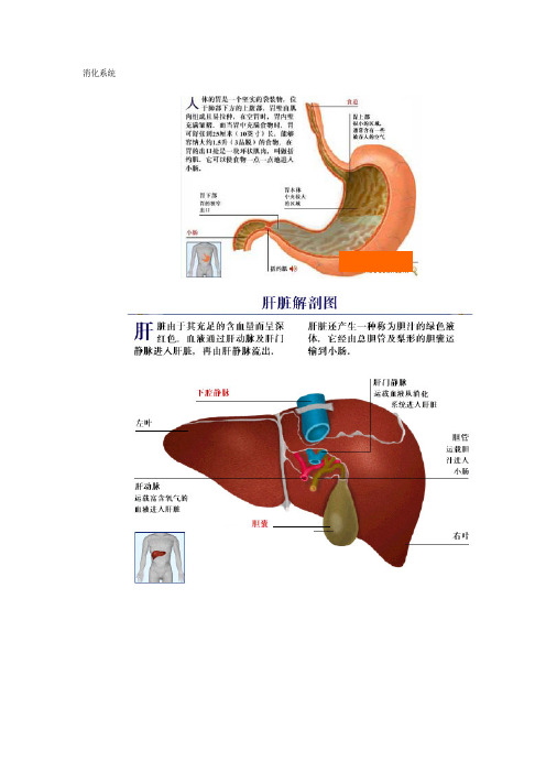 经典的消化系统各部分功能图解