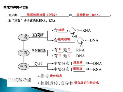 【整合】人教版高中生物必修1 2.4细胞中的糖类和脂质课件2 (共34张PPT)