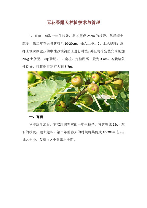 无花果露天种植技术与管理