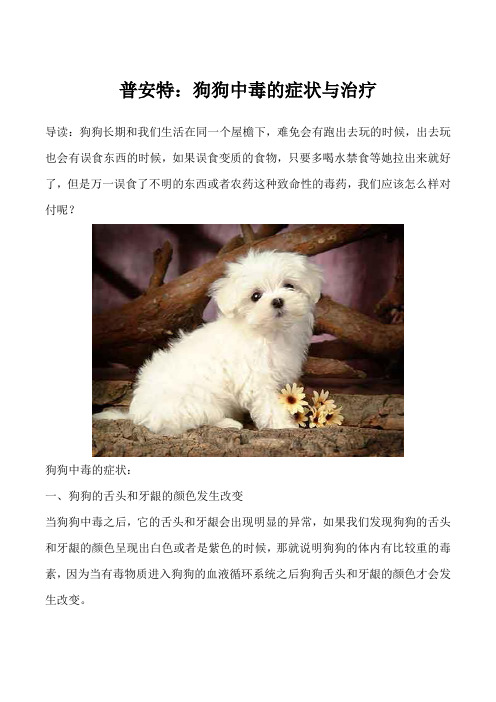 普安特：狗狗中毒的症状与治疗