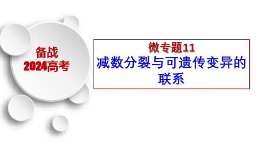 微专题11 减数分裂与可遗传变异的联系-备战2024年高考生物一轮复习考点微专题(新高考专用)