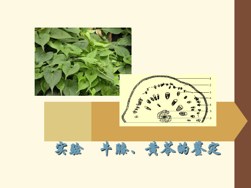 实验五 牛膝、黄芩药材鉴定