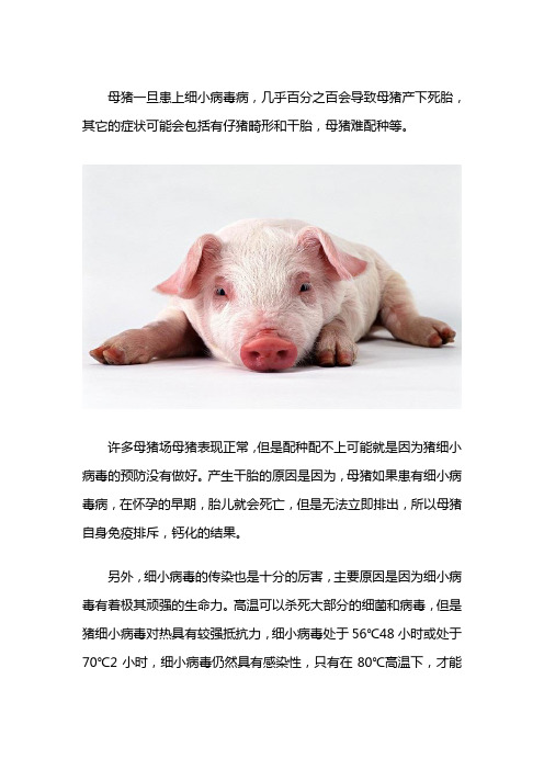 母猪细小病毒怎么治