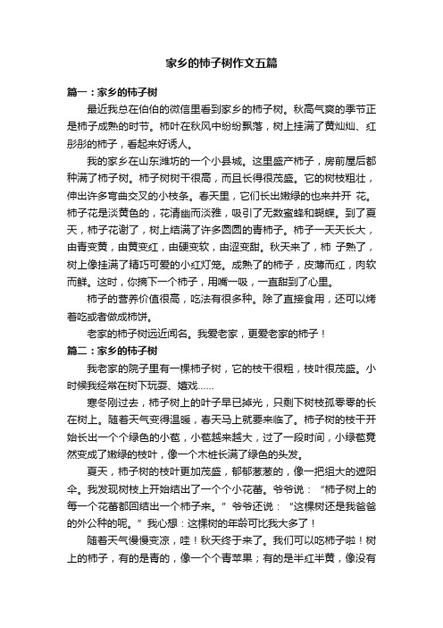 家乡的柿子树作文五篇