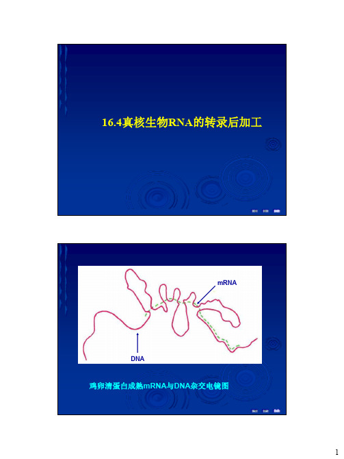 16.4真核生物RNA的转录后加工