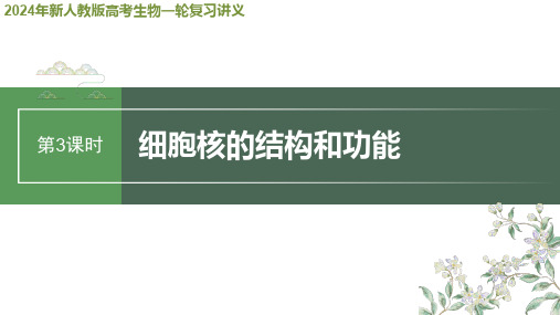 2024年新人教版高考生物一轮复习讲义  第2单元 第3课时 细胞核的结构和功能