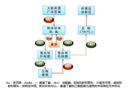 黑质纹状体(4,2)